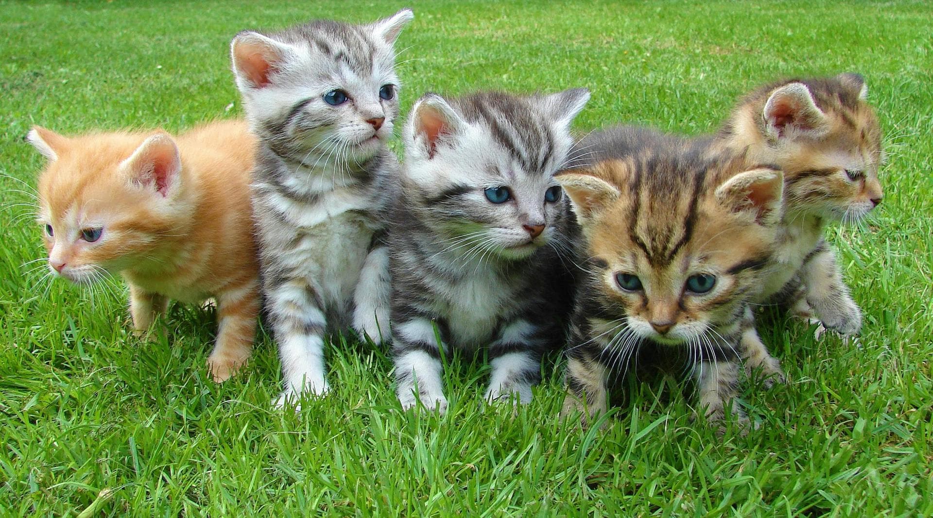 Dog Spay Castrate Neutering Prices in Wandsworth