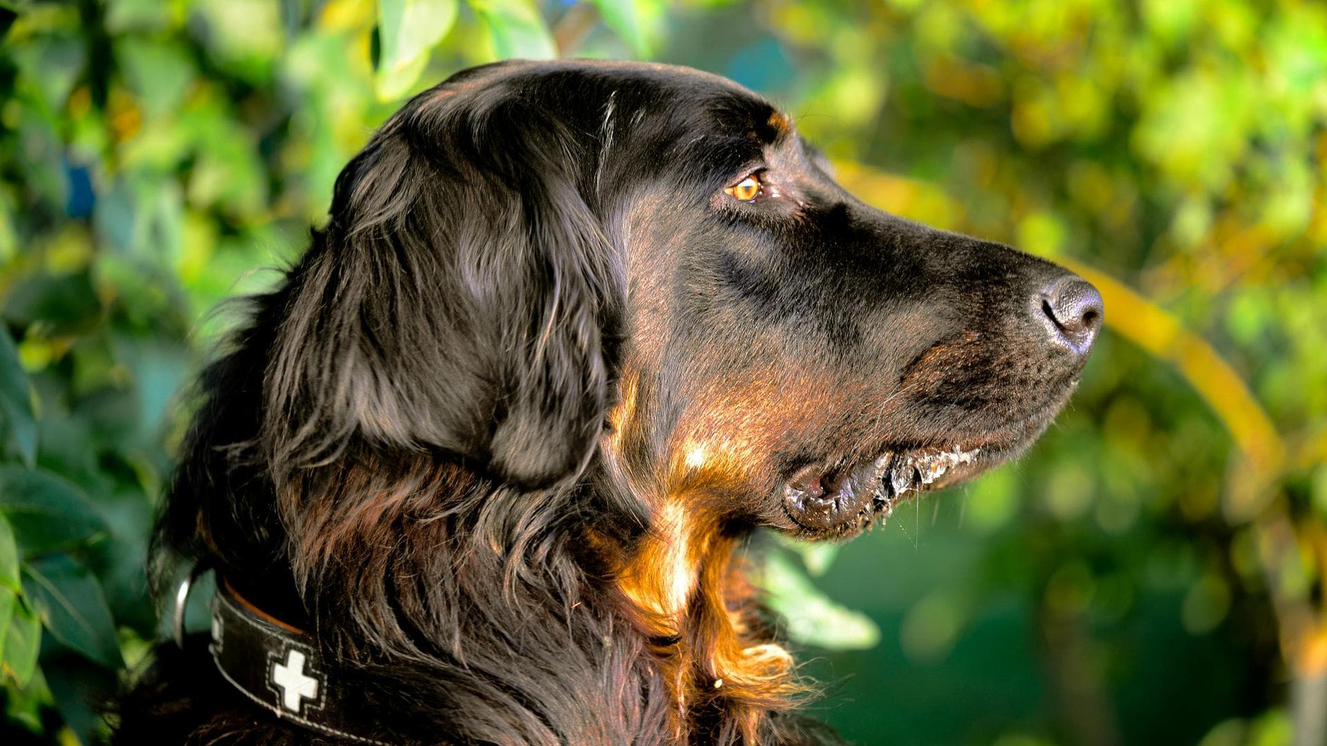 Annual Vaccination With Kennel Cough Prices in Wandsworth
