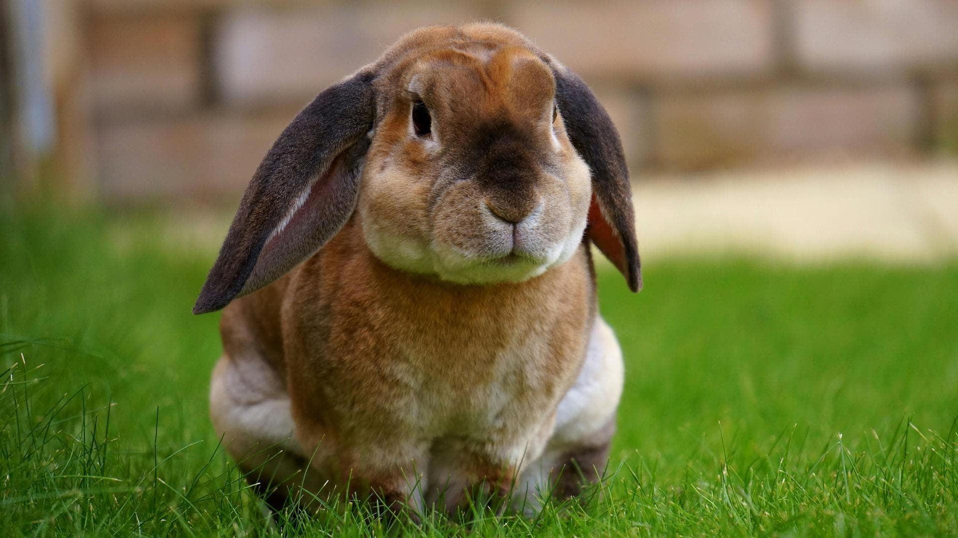 Same-Day Vet Appointment Prices in Wandsworth