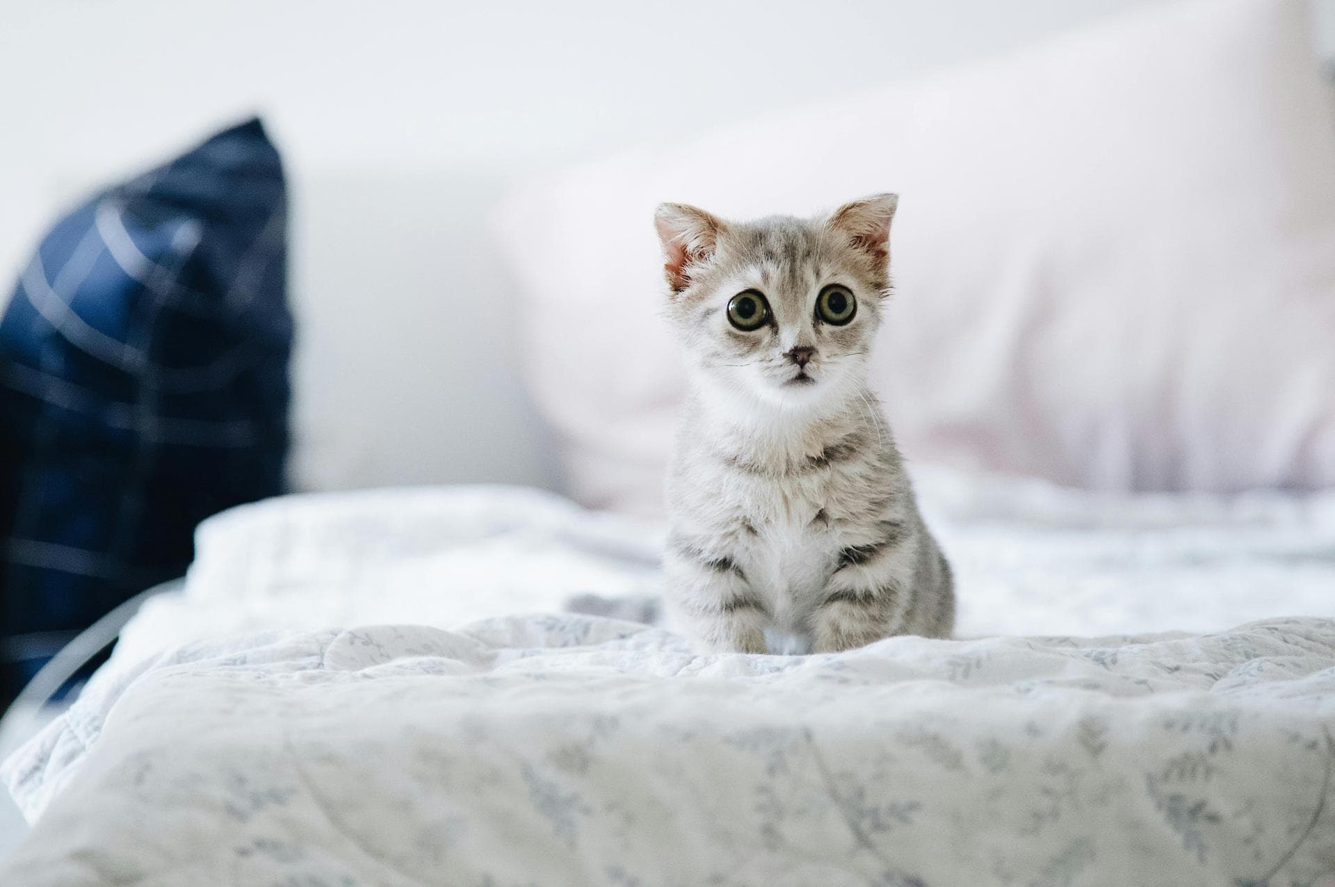 Same-Day Vet Appointment Prices in Wandsworth